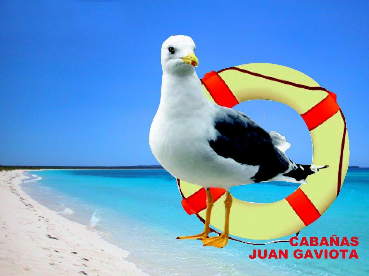 Cabanas Juan Gaviota Punta de Choros Eksteriør billede