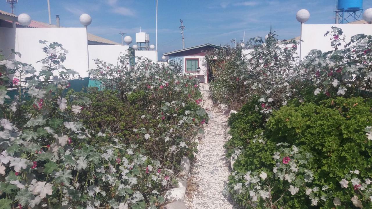Cabanas Juan Gaviota Punta de Choros Eksteriør billede